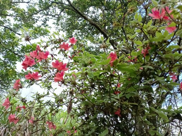 頭城鎮外大溪山+七兄弟山+窖寮山O型3016012