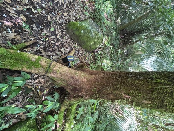 戲水（鴛鴦2786665