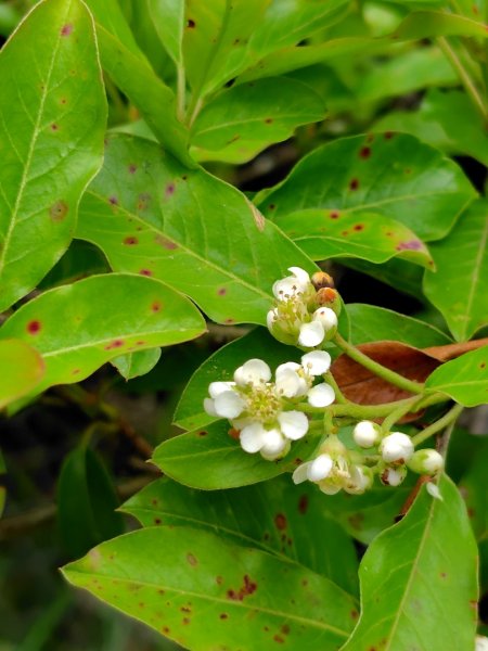 稍來小雪山國家步道、船型山、鞍馬山、鞍馬山東北峰、天池、雪山神木2799757