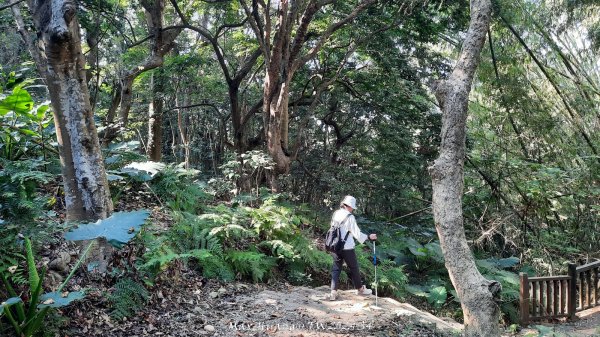 《彰化》卦山少林｜花壇西來園（銀行山）登山步道202412012657900