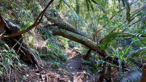 新店小粗坑赤蘆古道越嶺O型2784396