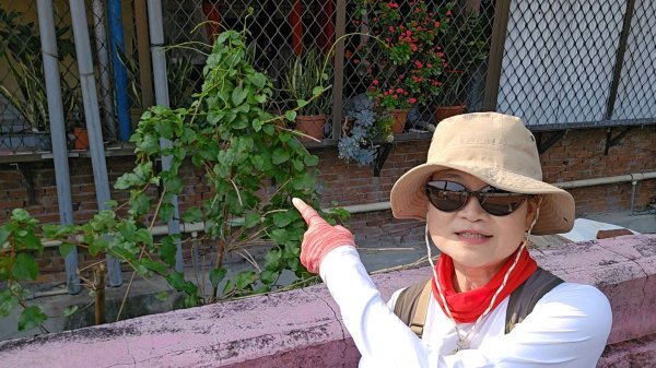 鳳山縱走五連峰3026907