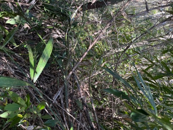 坪林五山縱走 ：九芎根山、金紙崙山、鳥嘴尖山、倒稍楠山、紀州寮山O形2745288
