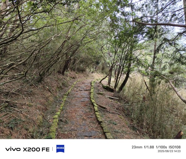 [玉山尋寶任務-05/12] 2025_0823 塔塔加步道(大鐵杉登山步道)2869651