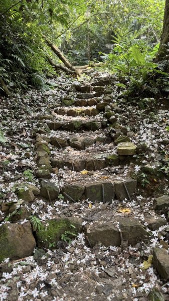 20250504大艽芎古道2837811