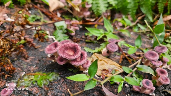 20260302忠義山.小坪頂山.貴子坑山大O走3009800
