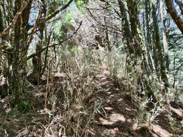 北一段(10/14)馬比杉山 2025_0906~132887124