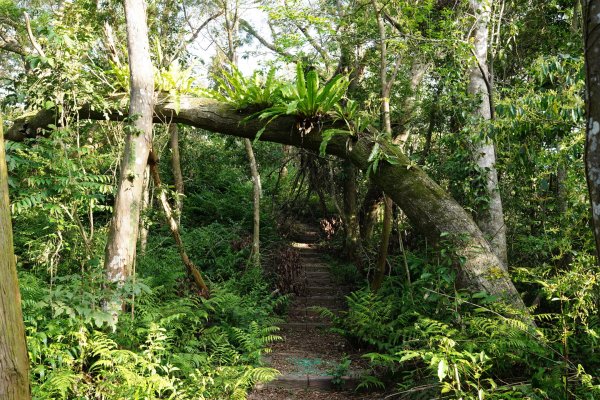 桃園 復興 枕頭山、阿姆坪山2794099