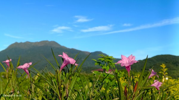 雲山水花鳥蝶 - 天龍國阿伯的日常7/162551889