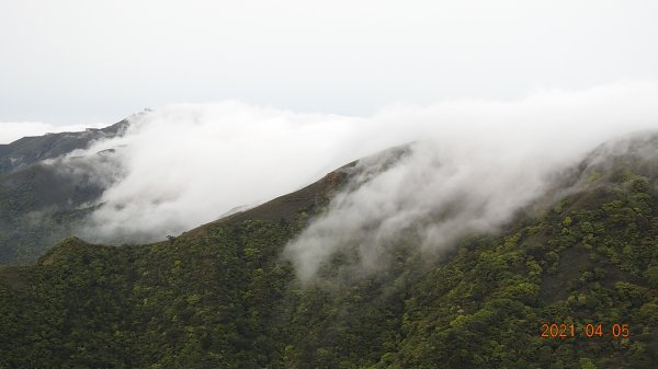 0405陽明山再見雲瀑，今年以來最滿意的一次1335527