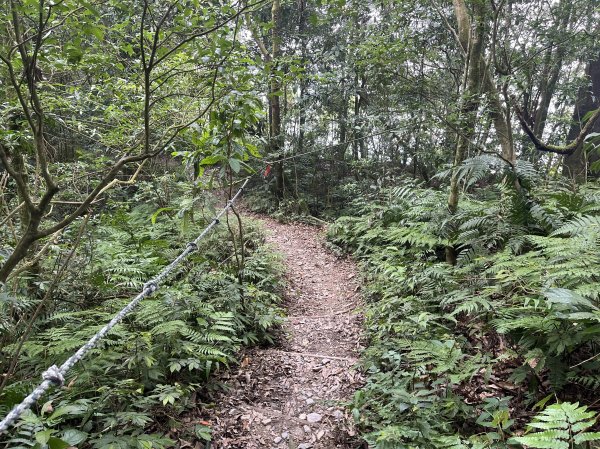 [屏步青雲 尋寶任務-02/10] 2024_0916 尾寮山登山步道2597407