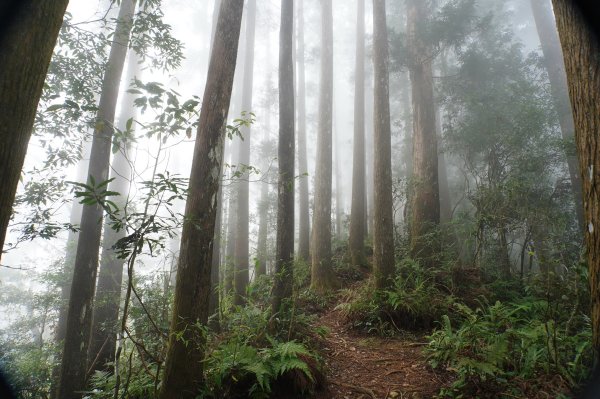 南投 鹿谷 龍鳳山、龍鳳峽山、三叉崙山、水桶寮山、內樹皮山、羊頭崙山、志騰山、竹崙山、溪頭山2962318