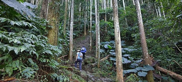 2025/11/22_五指山橫向登山步道+仙洞步道 O型2944176