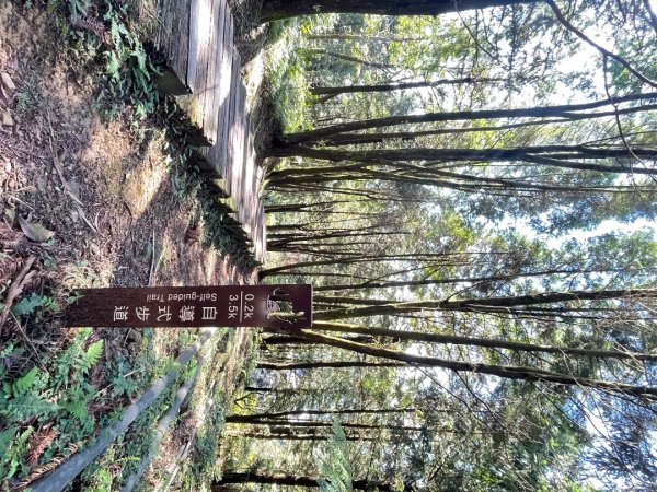 東眼山 自導式步道 三角點2975865