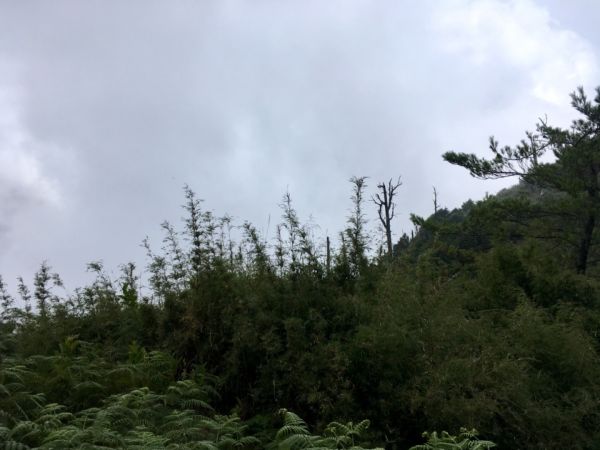 鹿林山388552