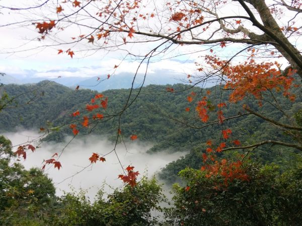 馬那邦山登山步道 2017 12 17226404