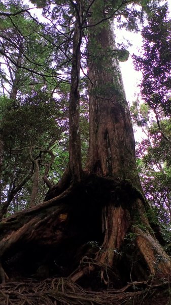 塔曼山：新北市第一高峰之樹的國度1860897