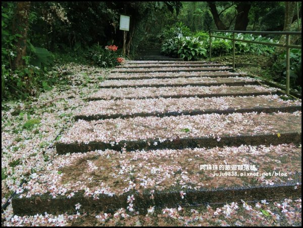    十一指古道包場賞桐花573602