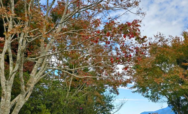 馬那邦山之雲海／雲瀑／楓紅／太陽琉璃光2668281