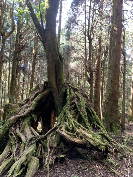 20250517義義兒玉山-東水山2791716