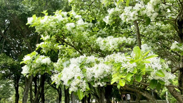 20210304-台北大安森林公園杜鵑花季1439434