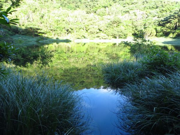豪大梅雨後寧靜向天池湖沼枝額蟲現蹤跡133668