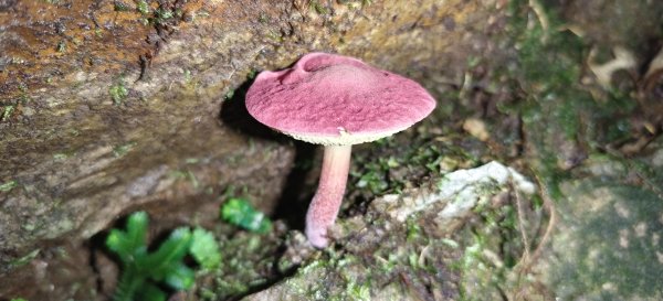 2025/06/15_盡尾山步道2812748