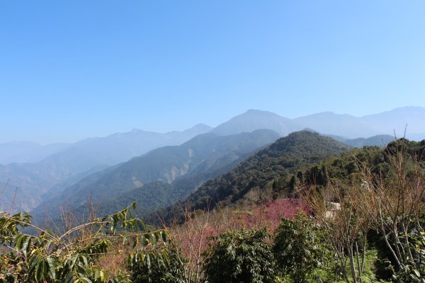 20210206高雄二集團山及櫻花公園1262864