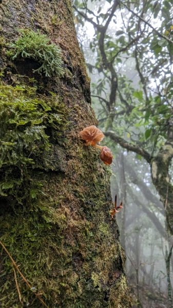 113.06.01魯壁山-東穗山之旅2529907