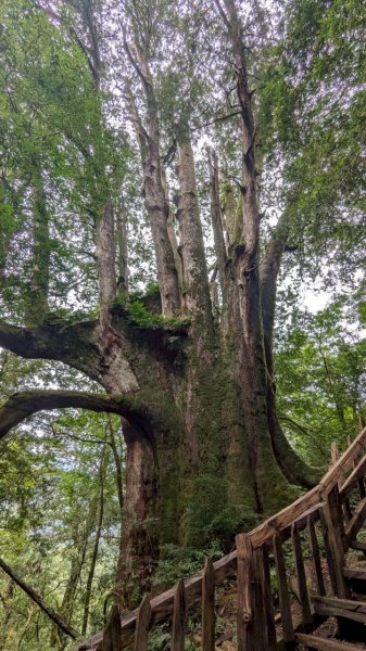 鎮西堡巨木步道群 (B區)2861183