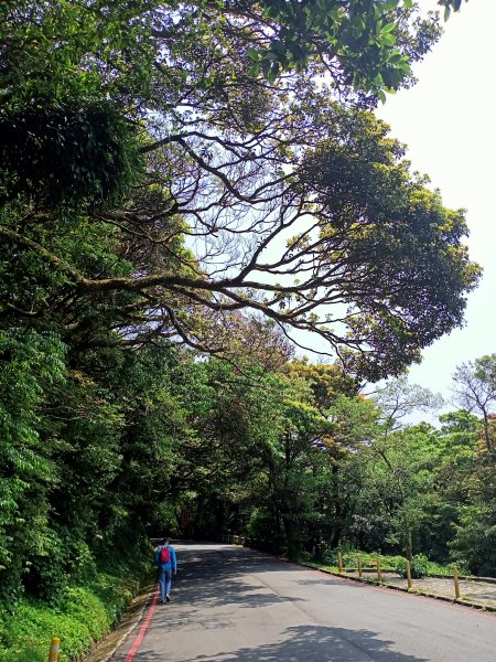 菜公坑山步道【走遍陽明山】2114036