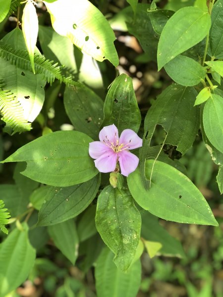 【淡蘭中路】全線連走(經泰平) | 是旅行也是修行1035265