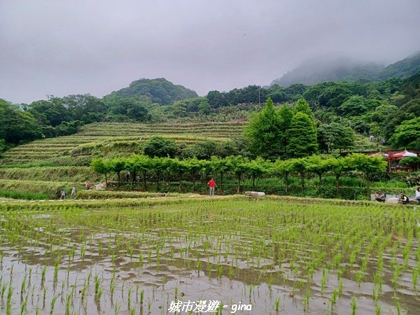 【新北石門】全台唯一火山岩石砌梯田。 嵩山百年梯田阡陌步道2823948