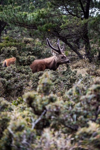 戒茂斯上嘉明湖三天兩夜2769433