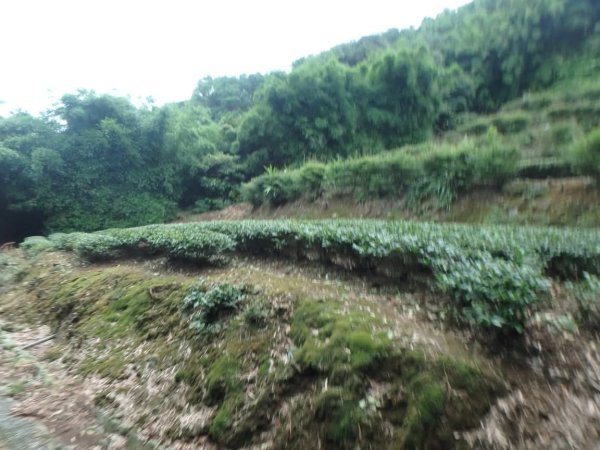 1070614茶山步道3099475