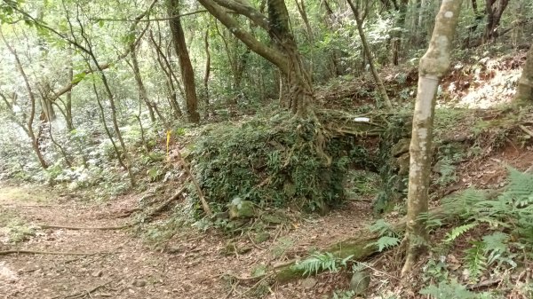 三芝區竿尾崙古道-竿尾崙-清涼崙-大屯溪古道O型3095650