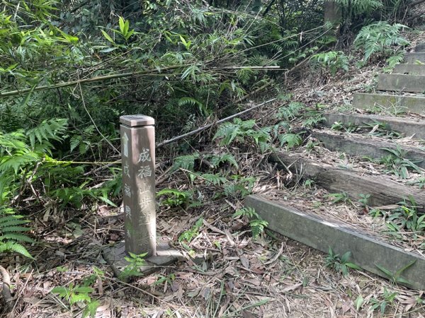 【天上山系】望月亭桐花2869352