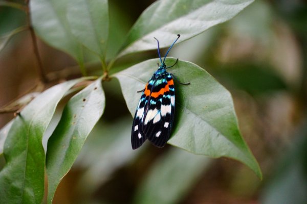 埔里彩蝶瀑布之國姓鄉眉冷山及糯米橋1466160