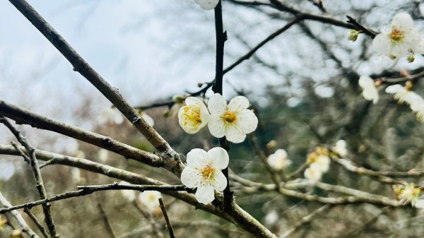 🌈1/18(六)小百岳雙收~大橫屏山+九份二山順遊賞梅🌈FB：熊熊趴爬走 歡迎加入2692542