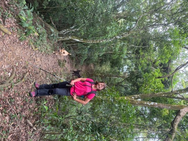 苗栗縣獅潭鄉鳴凰古道O型縱走2803637