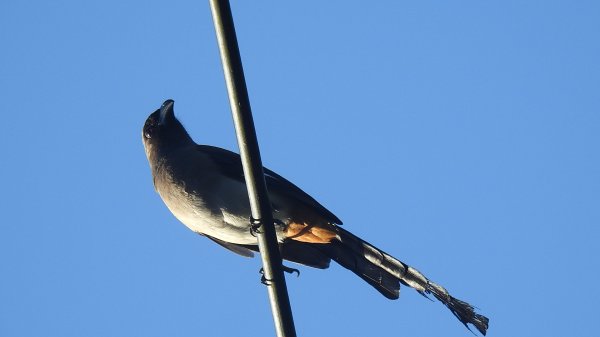 包場槓龜的代價-久違的 #藍腹鷴 公鳥 10/72616258