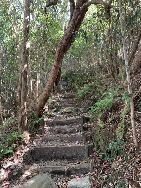 20251018台中八仙山2921440