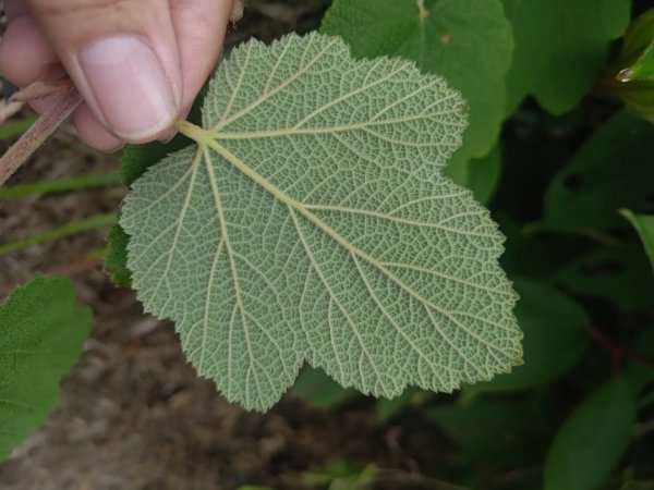 梅山鄉撿山頭2449449