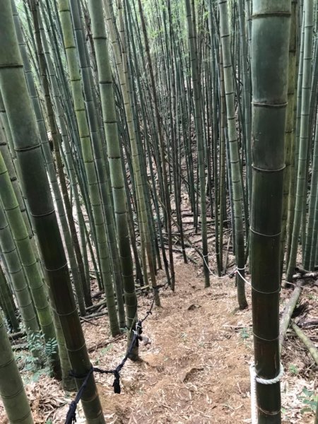 尋訪鳶嘴西稜香杉與桂竹袐境長壽山大崠山545980