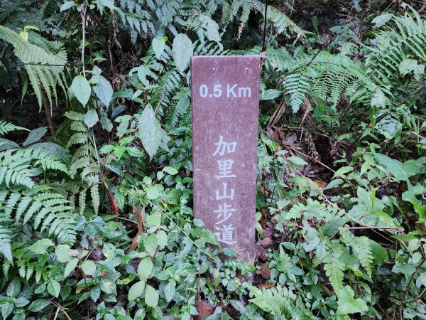 小百岳No.34⛰加里山2424172