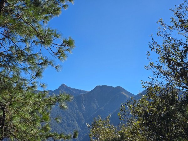 東埔山／鹿林山／鹿林神木2666713