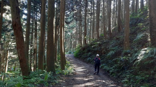 《新竹》幸福雲海｜鵝公髻山步道X山上人家202211051900105