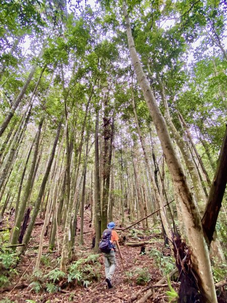 登頂福興山、福興山東峰    2024.8.112570655