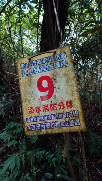 20260125 陽明山前後山健行(無極天元宮~山仔頂步道.向天池.向天山.面天山.二子坪)2997975