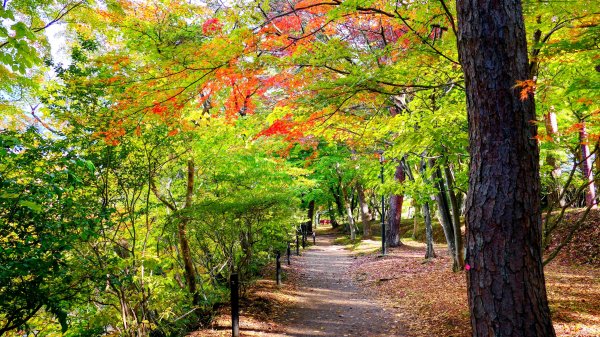 岩手縣嚴美溪2930219